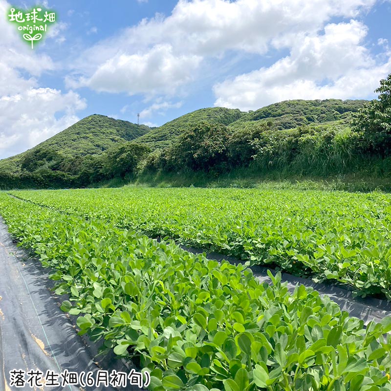 2024年産 生落花生 2kg 有機栽培 鹿児島県産 冷蔵便 生 化学肥料・農薬不使用 らっかせい ピーナッツ 国産 peanut おつまみ 無農薬  新豆 発送期間8月〜9月上旬