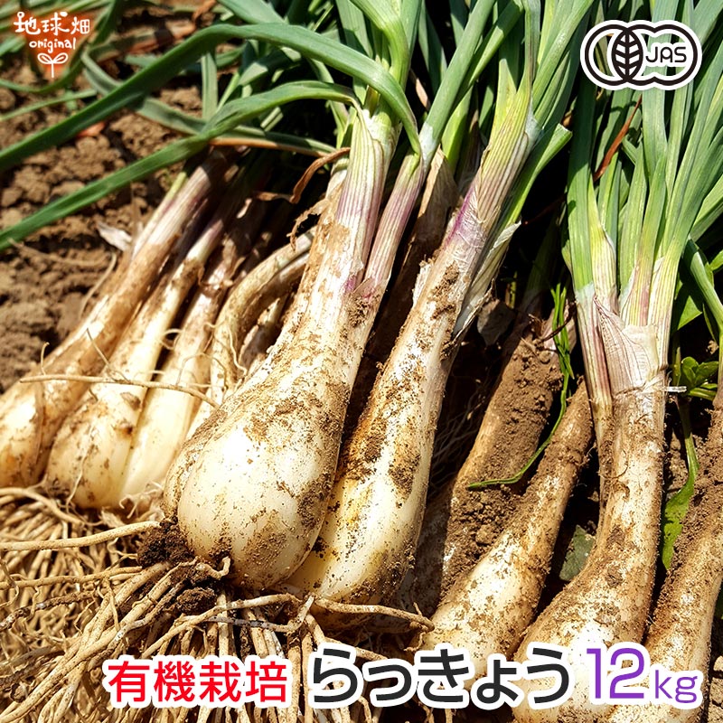熊本県産 朝採り 新鮮らっきょう 4kg 農薬を使わずに栽培しました 熊本県産 朝採り 新鮮らっきょう 4kg 農薬を使わずに栽培しました