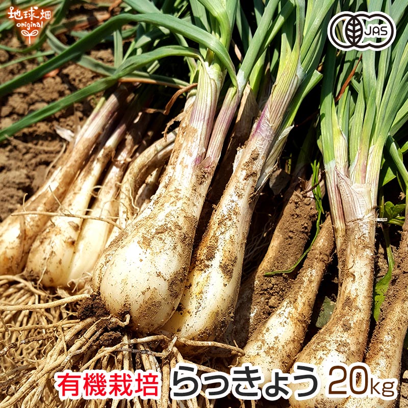 有機らっきょう