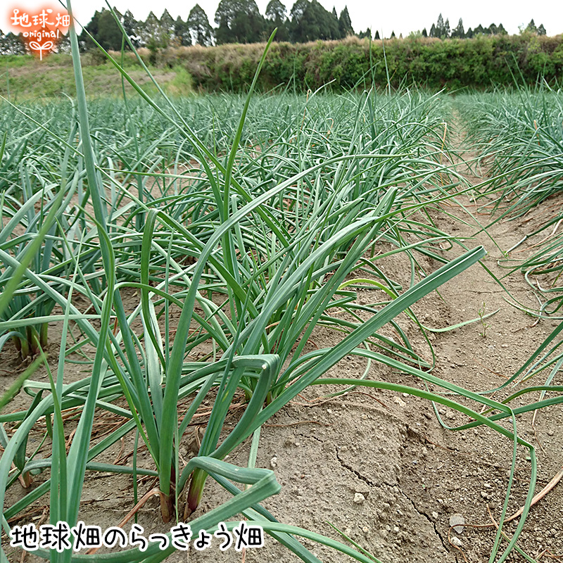 らっきょう 有機栽培 2kg 土付き 鹿児島県産 化学肥料・農薬不使用
