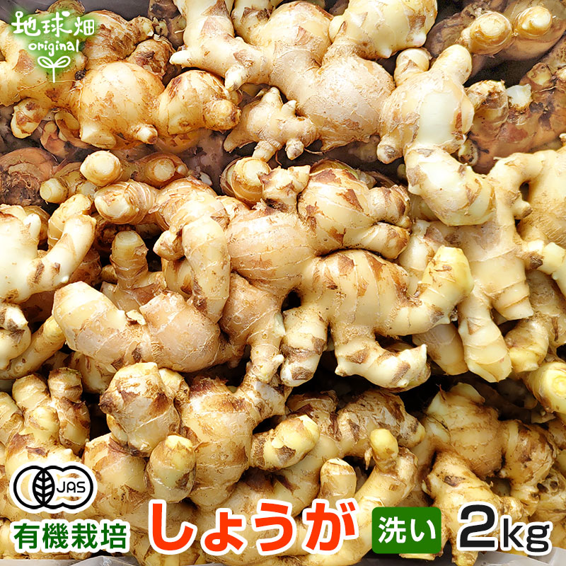 新生姜 2kg 有機栽培 冷蔵便 鹿児島県産 洗い 生 農薬・化学肥料不使用 無農薬 有機JAS 生生姜 しょうが ジンジャー 温活  :sinshouga-2kg:地球畑 - 通販 - Yahoo!ショッピング