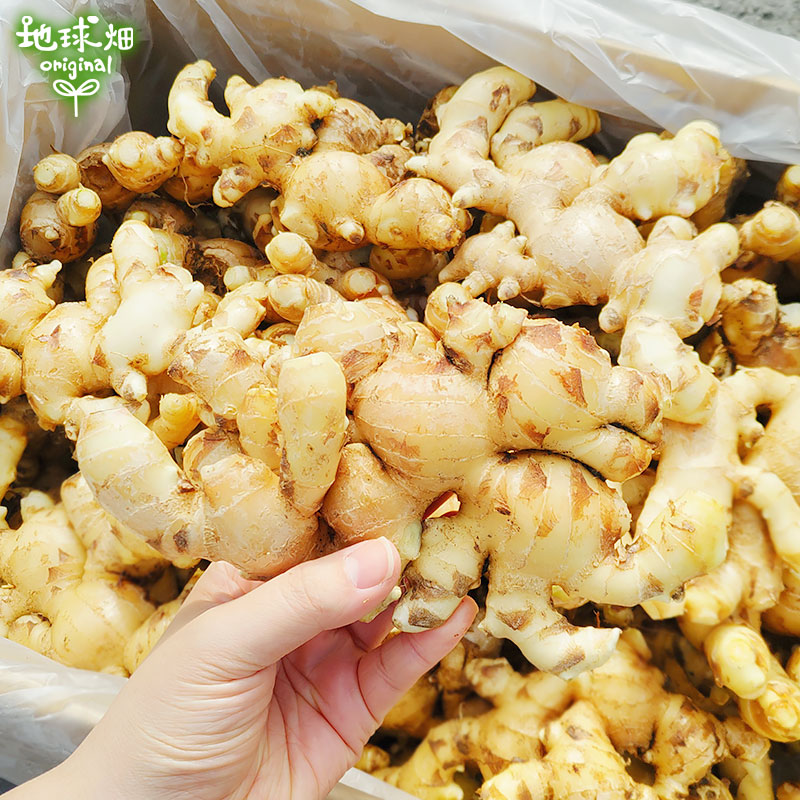 2025年9月以降発送 生姜 4kg 有機栽培 鹿児島県産 宮崎県産 農薬