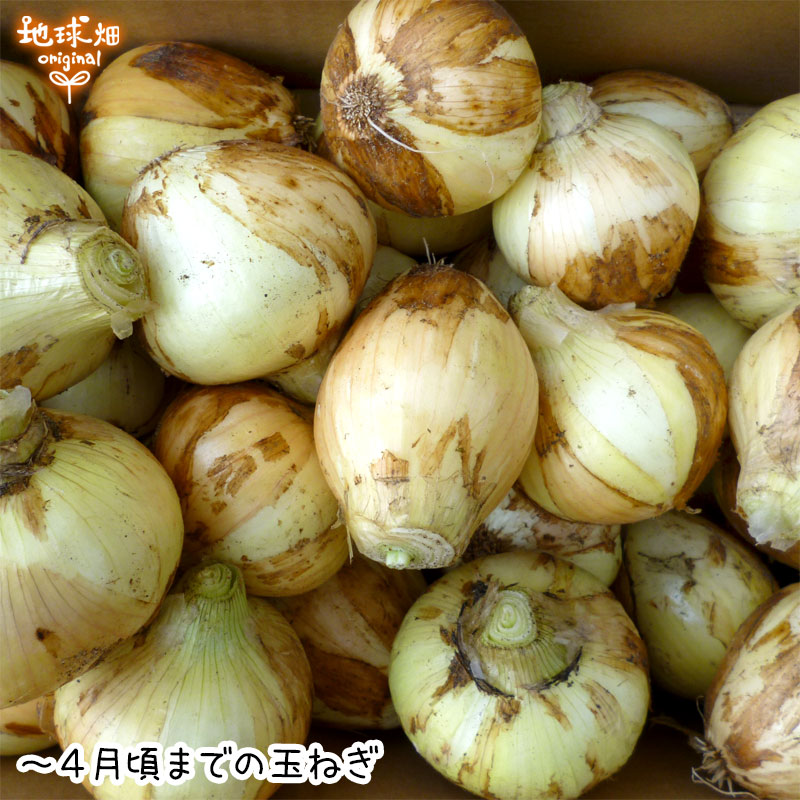 玉ねぎの色