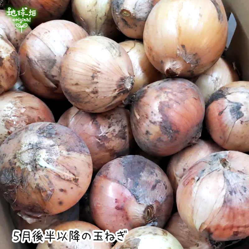 玉ねぎの色