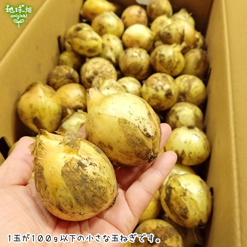 ミニ玉ねぎ