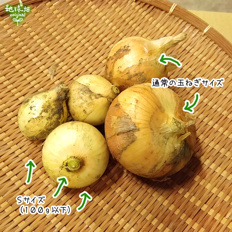ちびっこ玉ねぎ