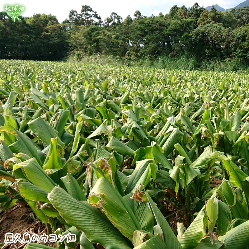 国産 有機 春ウコン 粉末 ウコン パウダー 60g 屋久島 有機JAS認証 鹿児島県産 春うこん 無添加 ゴールデンミルク (メール便送料無料) :  ukon60g : 地球畑 - 通販 - Yahoo!ショッピング