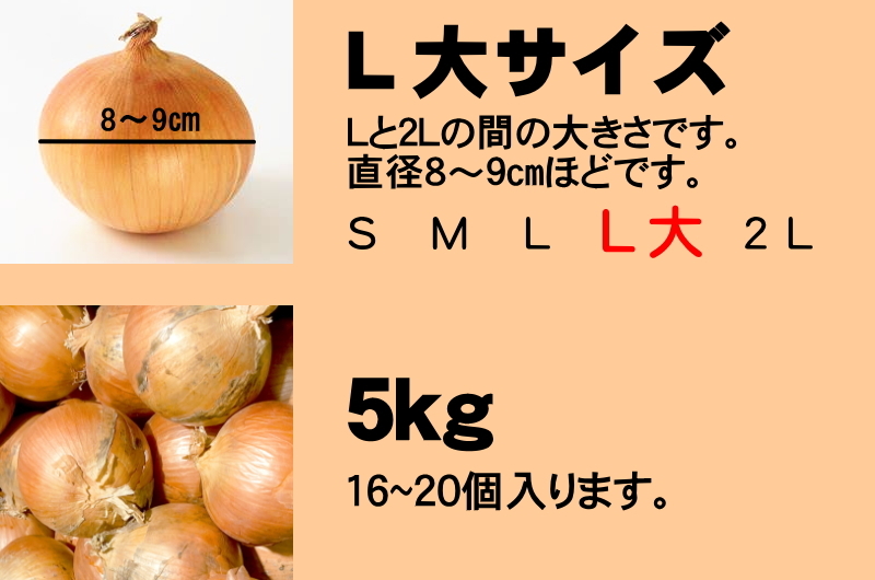 北海道産 たまねぎ 5kg Ｌ大サイズ 送料無料 タマネギ 玉ねぎ