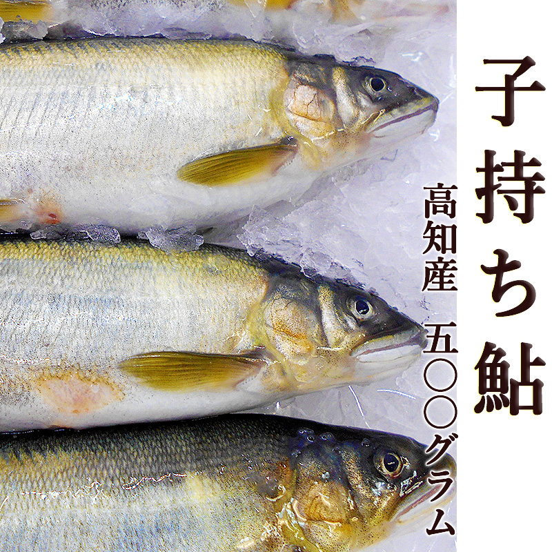 子持ち鮎 500g 高知産 5尾前後 送料無料 国産 養殖 子持ちあゆ 香魚 