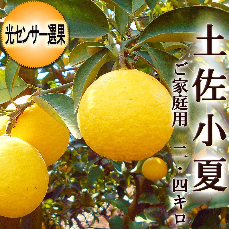 下面取筒花入（小 高さ約18cm）白（08） | 出西窯 on-line STORE