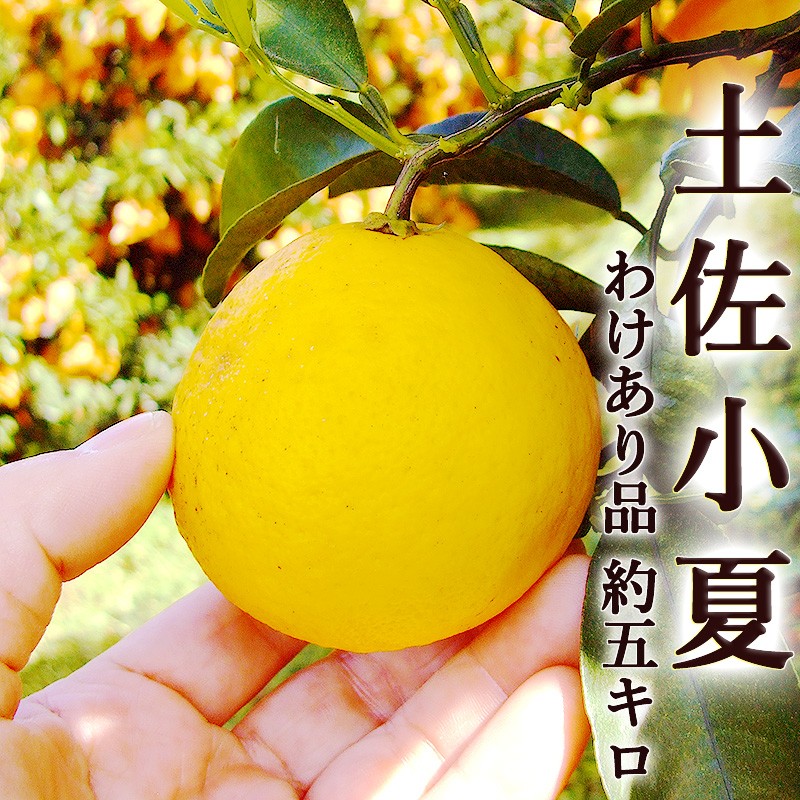 最安 読み方 高知産 約5キロ 土佐小夏 わけあり ご家庭用 送料 L〜2Lサイズ 果物