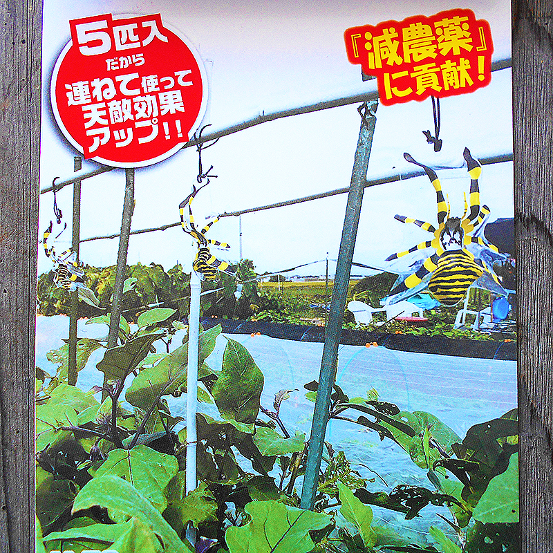 800-tenteki-kum08.jpg