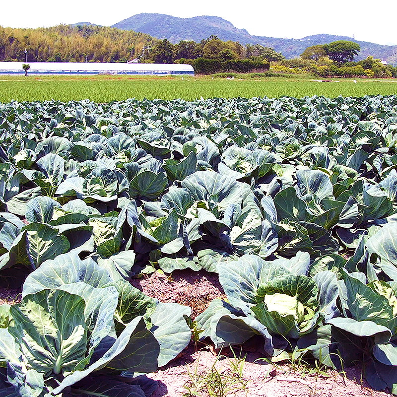 とれたて野菜 ８種類セット 詰め合わせ 高知産 レシピ・追加機能付き 送料無料 新鮮 お取り寄せ 地元産 たまご 木綿豆腐 ギフト お土産 産地直送 産直 詰め合 |  | 04