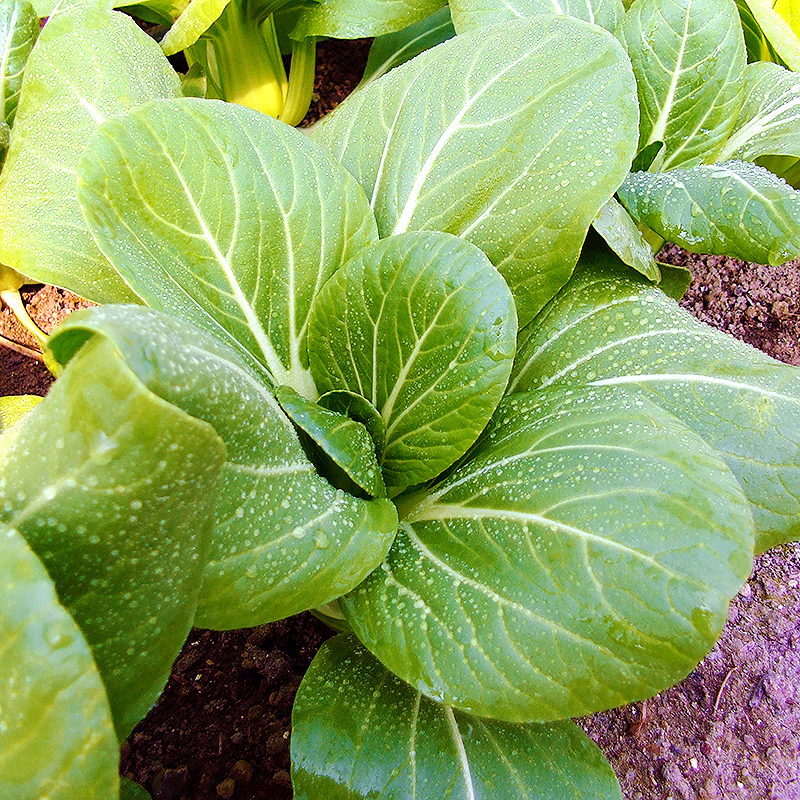 とれたて野菜 ８種類セット 詰め合わせ 高知産 レシピ・追加機能付き 送料無料 新鮮 お取り寄せ 地元産 たまご 木綿豆腐 ギフト お土産 産地直送 産直 詰め合 |  | 17