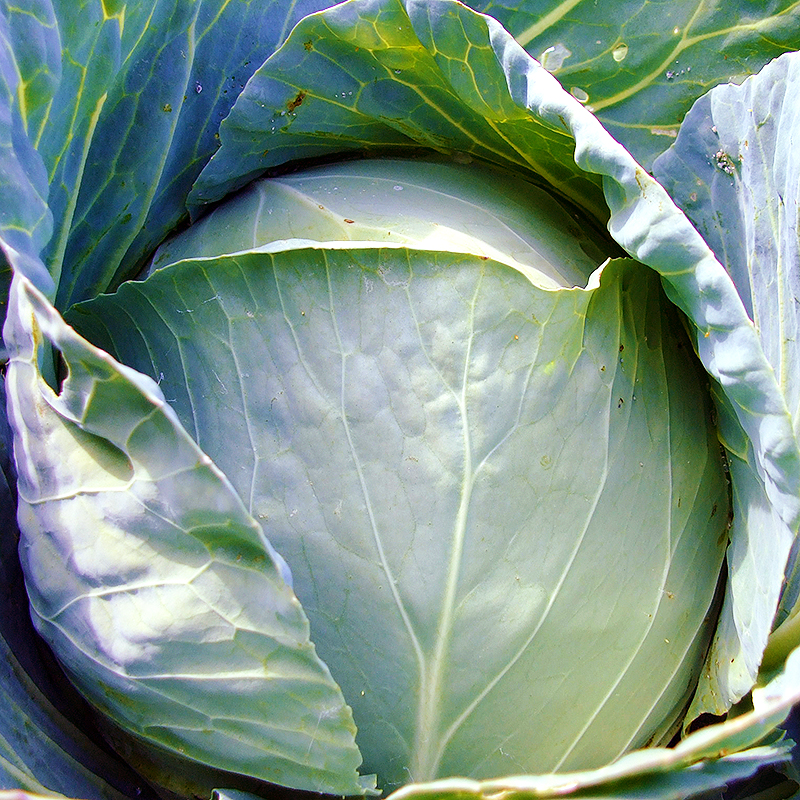 とれたて野菜 ８種類セット 詰め合わせ 高知産 レシピ・追加機能付き 送料無料 新鮮 お取り寄せ 地元産 たまご 木綿豆腐 ギフト お土産 産地直送 産直 詰め合 |  | 18