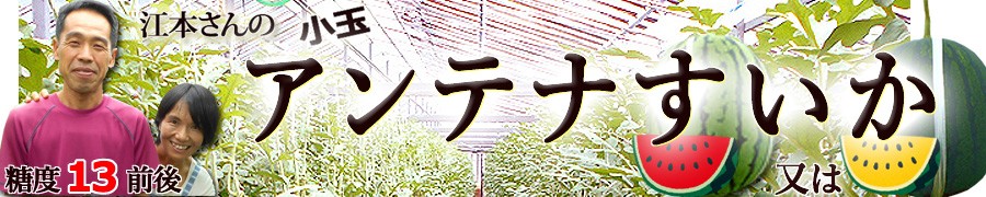大特価!! 塩けんぴ 105g×10袋 国産 シブヤ 黄金千貫使用 海洋深層水仕込 高知家 さつまいも いもけんぴ 芋かりんとう 芋菓子 黄金千貫  お菓子 和菓子 スイーツ プレゼン whitesforracialequity.org