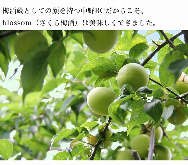 梅酒の大会で日本一になった事もある弊社（中野BC）が作ったから、美味しい梅酒が出来上がりました