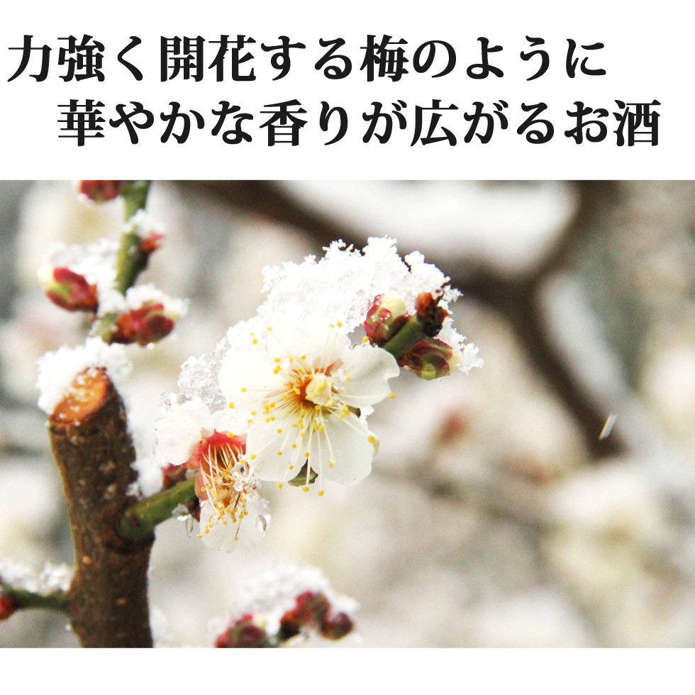 梅の花,香雪,雪,冬,梅,梅林