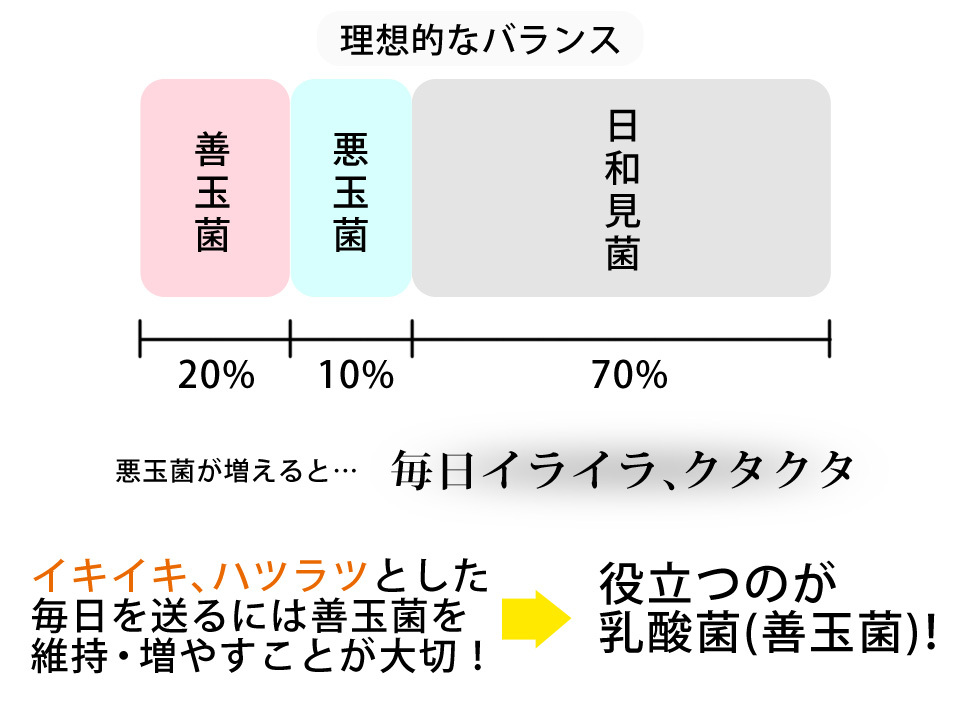 乳酸菌の働き