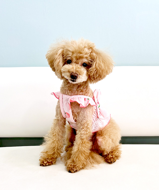 ピーチ柄シャーリングフリルキャミ ドッグウェア 犬服 小型犬 ペット