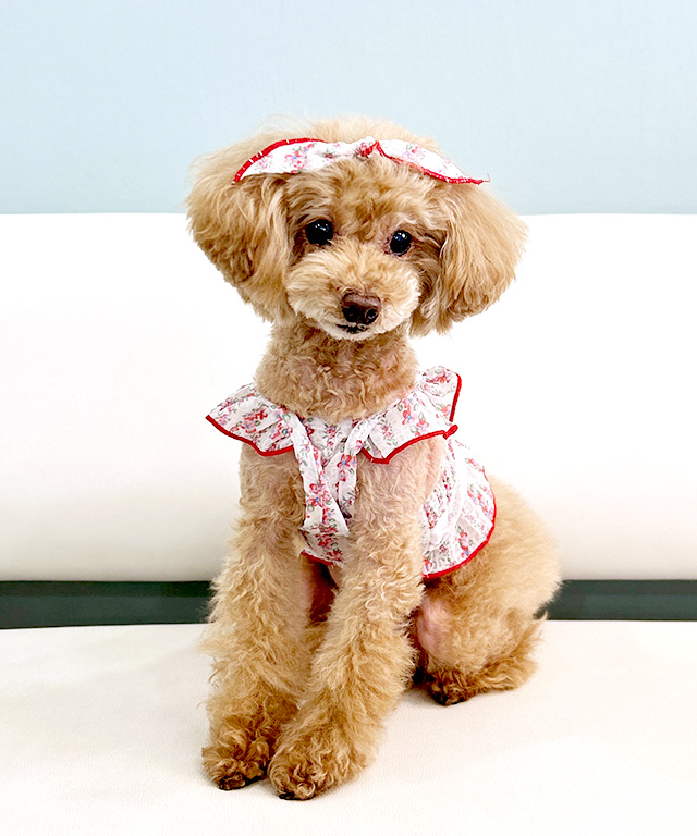 小花柄シャーリングフリルキャミ アクセサリー付 ドッグウェア 犬服
