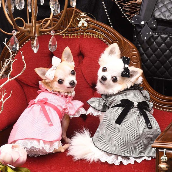 【美品】リュクスバーディ luxebirdie シュクレデニムワンピース S Luxebirdie】シュクレデニムワンピース | ウェア | Fa＊Fa