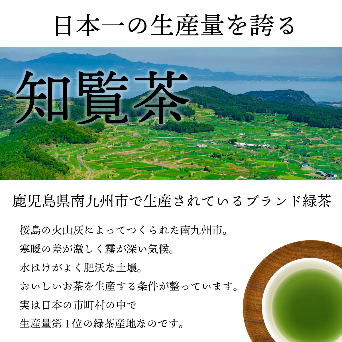 緑茶 ティーバッグ 知覧茶 2.5g×50p 2個セット : 10000026 : 知覧一番