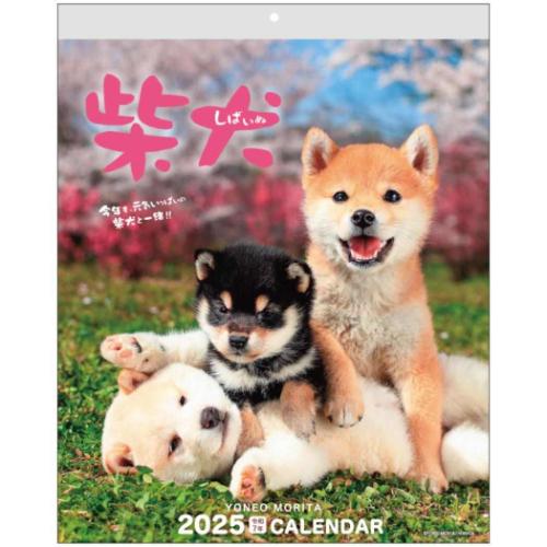 壁掛けカレンダー2025年 2025 Calendar 森田米雄 まるごと柴犬 スケジュール アクティブコーポレーション いぬ 動物写真 書き込み インテリア