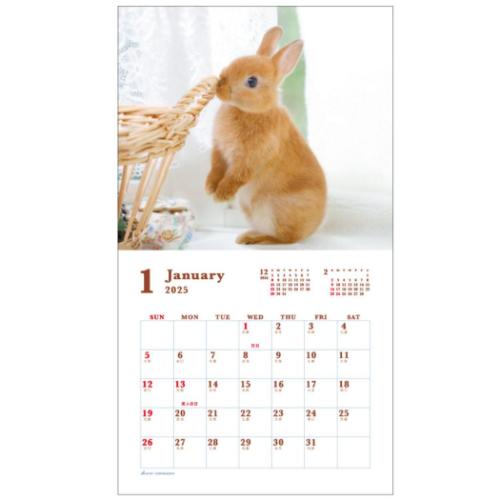 2025 Calendar 壁掛けカレンダー2025年 Sweet Rabbit うさぎ スケジュール アクティブコーポレーション