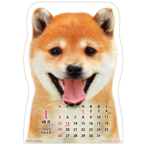 壁掛けカレンダー2025年 2025 Calendar 柴犬です ダイカット いぬ アクティブコーポレーション 柴犬 写真