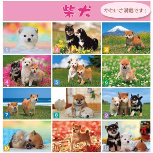 2026 Calendar 森田米雄 まるごと柴犬 壁掛けカレンダー2026年 いぬ スケジュール 動物写真 書き込み
