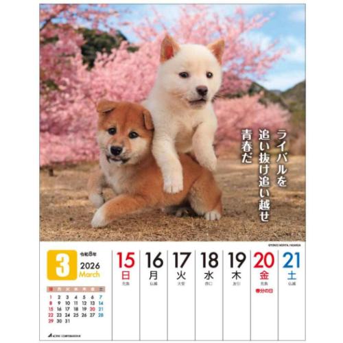 30%OFF】2026 Calendar だってシバだもの。 卓上カレンダー2026年 いぬ