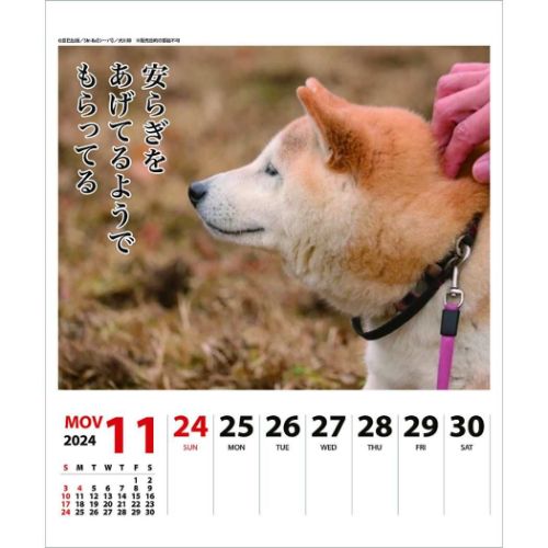 2024Calendar 犬川柳 週めくり 壁掛け＆卓上カレンダー2024年 柴犬 スケジュール 動物写真 書き込み