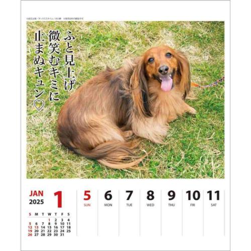 壁掛け＆卓上カレンダー2025年 2025Calendar ダックス川柳 週めくり いぬ スケジュール APJ