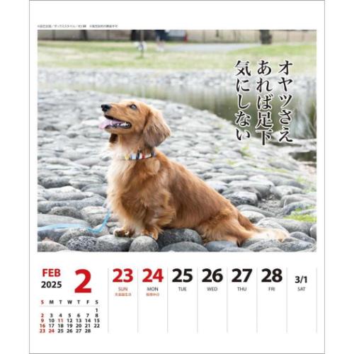 壁掛け＆卓上カレンダー2025年 2025Calendar ダックス川柳 週めくり いぬ スケジュール APJ