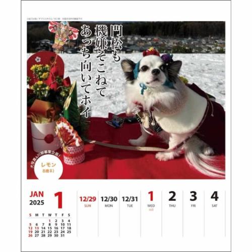 壁掛け＆卓上カレンダー2025年 2025Calendar チワワ川柳 週めくり スケジュール APJ いぬ