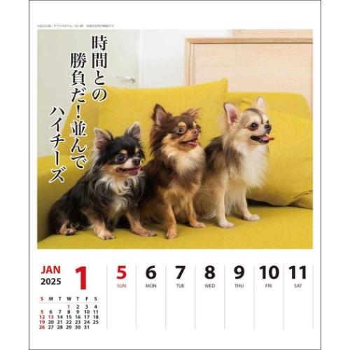 壁掛け＆卓上カレンダー2025年 2025Calendar チワワ川柳 週めくり スケジュール APJ いぬ