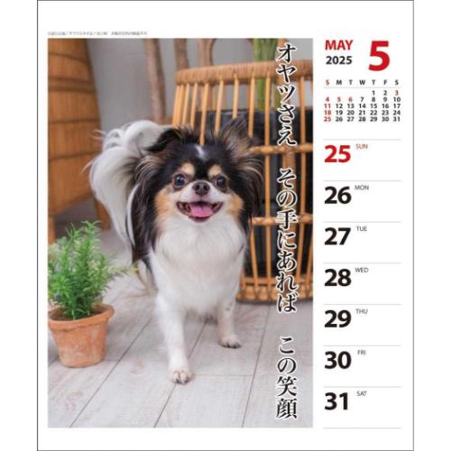 壁掛け＆卓上カレンダー2025年 2025Calendar チワワ川柳 週めくり スケジュール APJ いぬ