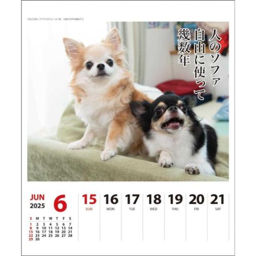 壁掛け＆卓上カレンダー2025年 2025Calendar チワワ川柳 週めくり スケジュール APJ いぬ