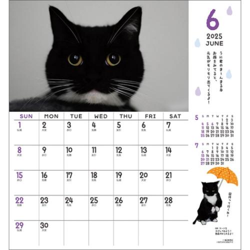 壁掛けカレンダー2025年 2025Calendar ねこ ミヌエットのうに君 30角 スケジュール APJ 動物写真 書き込み インテリア