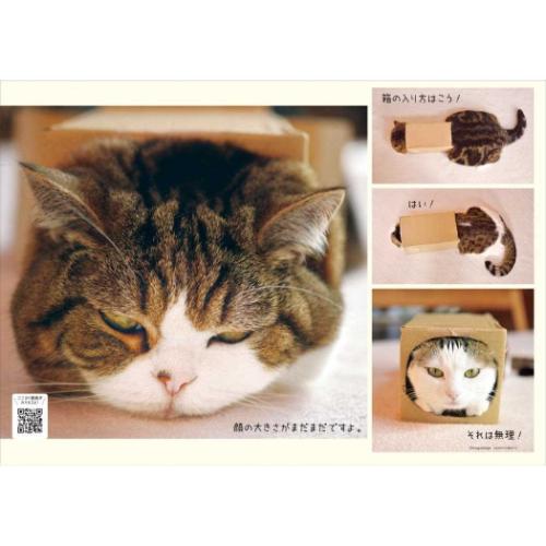 2025Calendar 壁掛けカレンダー2025年 まるちゃん スケジュール ねこ APJ 動物写真 書き込み