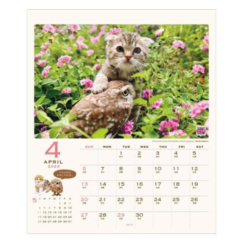 2025Calendar 壁掛けカレンダー2025年 HUKULOU COFFEE フクロウコーヒー フク社長とマリモちゃん APJ ねこ 動物写真 書き込み