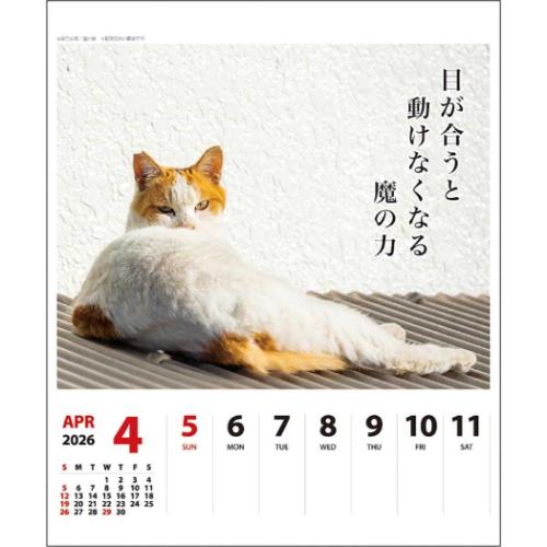 2026Calendar 猫川柳 壁掛け＆卓上カレンダー2026年 週めくり スケジュール ねこ APJ