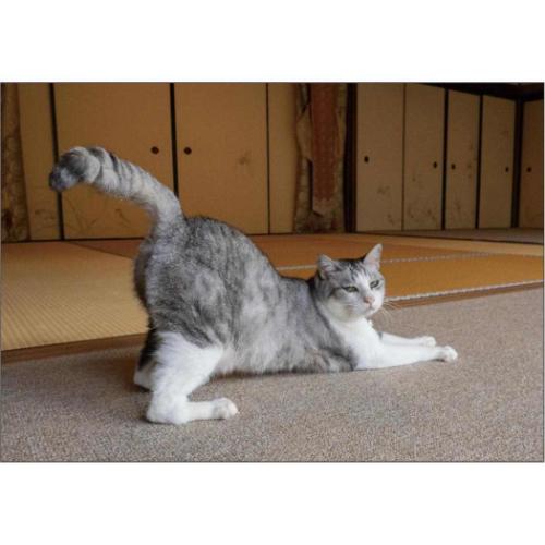 2026Calendar 招福!お猫様カレンダー 壁掛けカレンダー2026年 スケジュール ねこ APJ 動物写真 書き込み