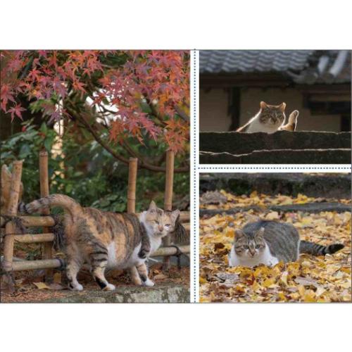 2026Calendar 招福!お猫様カレンダー 壁掛けカレンダー2026年 スケジュール ねこ APJ 動物写真 書き込み