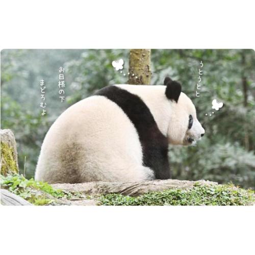2026年 パンダ壁掛けカレンダー 2026Calendar 壁掛けカレンダー2026年 パンダ シャンシャン パンダ川柳