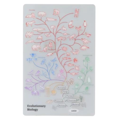 しおり STUDY HOLIC クリアブックマーク 進化生物学 Green Flash 読書 文庫本