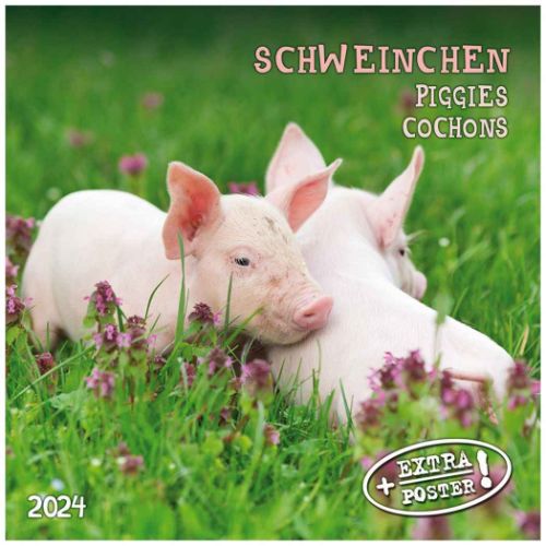 2024 Calendar artwork STUDIOS 壁掛けカレンダー2024年 ぶた Piggies/Schweinchen