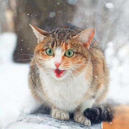 ねこ 2026 Calendar TUSHITA 壁掛けカレンダー2026年 ねこ Cool Cats アート