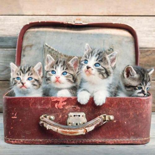 50％OFF】2026 Calendar TUSHITA 壁掛けカレンダー2026年 ねこ Cool
